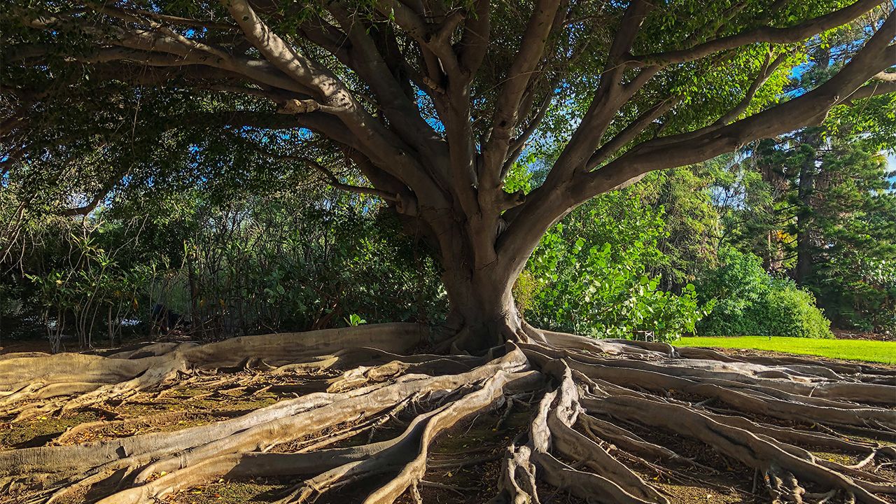 Novamont Acquires Biobag and strengthens its leadership and global presence