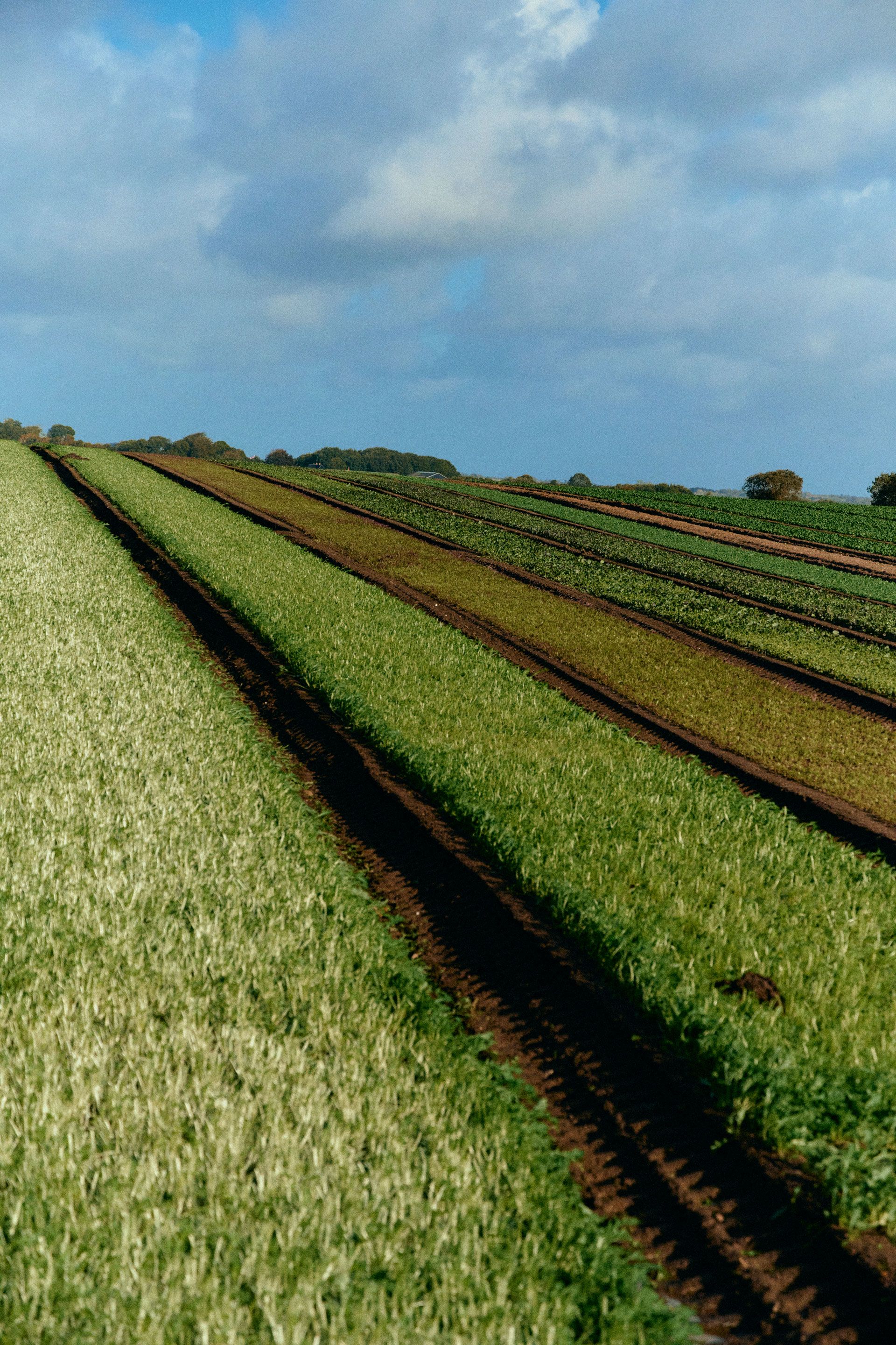 Plastic pollution in agricultural soils