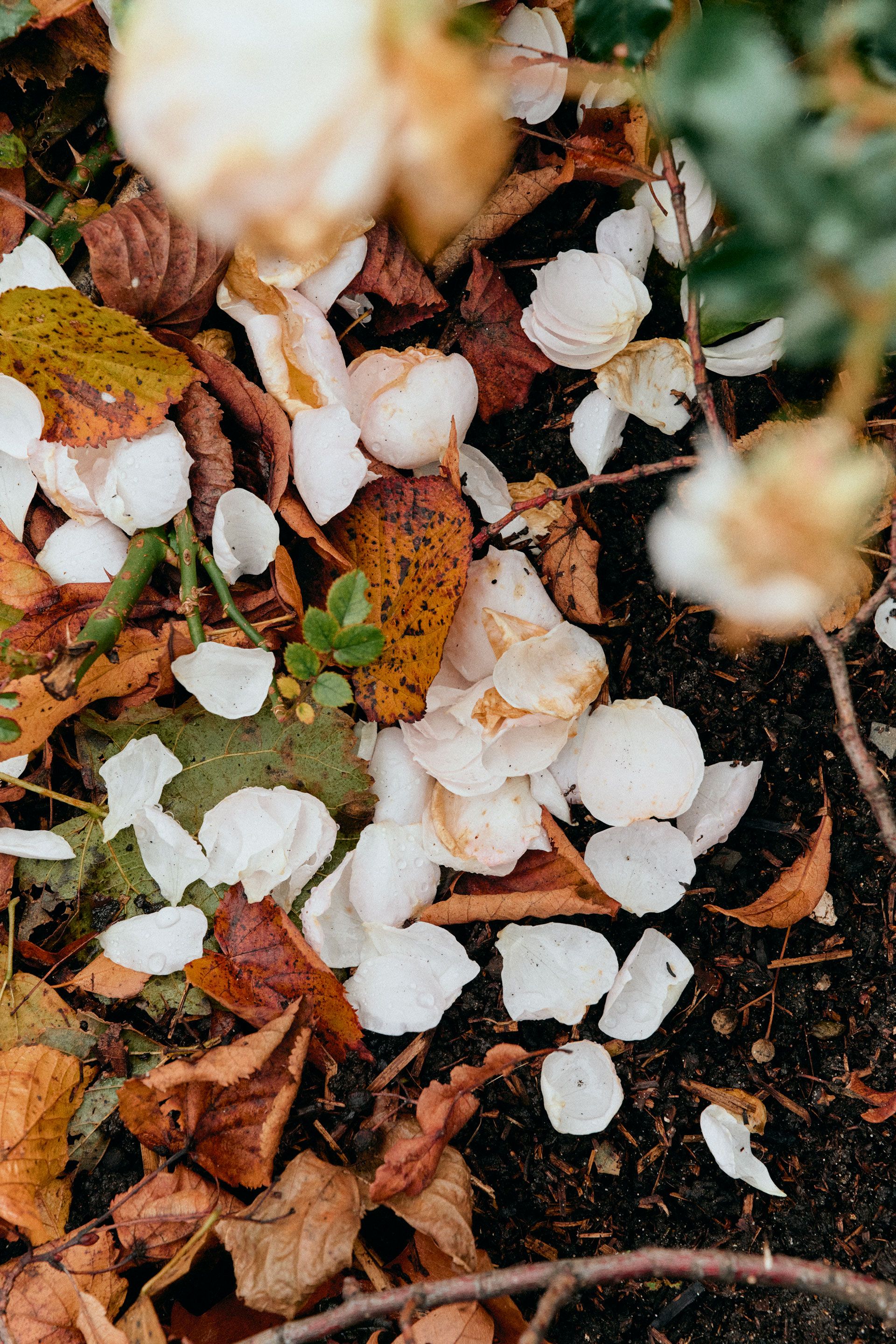 A side order of microplastics, anyone?