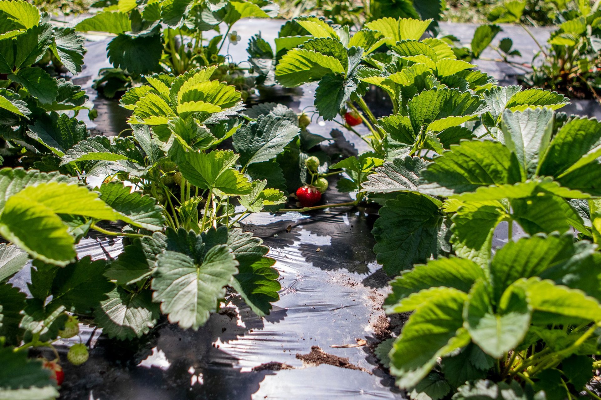 Bioplastics recognised by United Nations as a sustainable alternative to conventional plastic