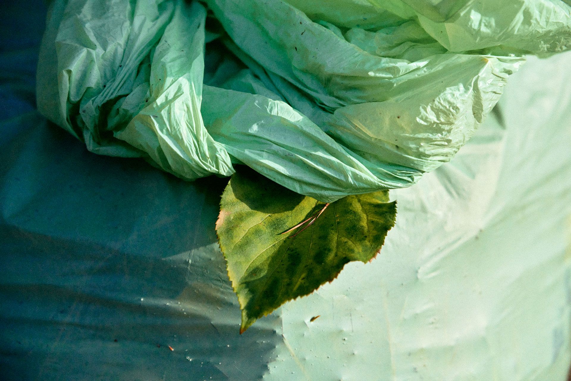 Biobag bag of leaves