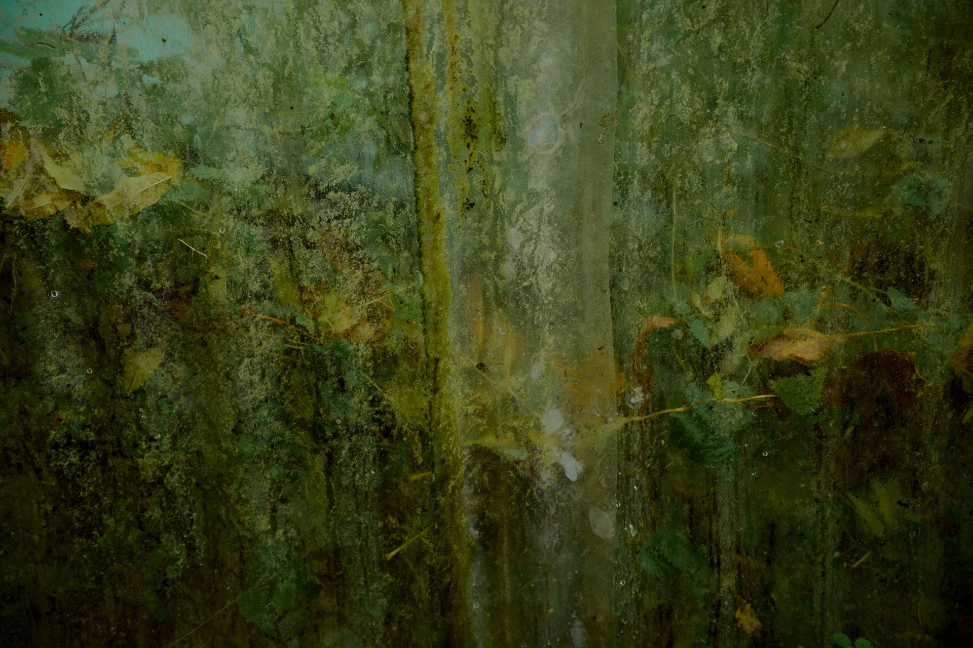 Microorganisms biodegrade biodegradable plastics