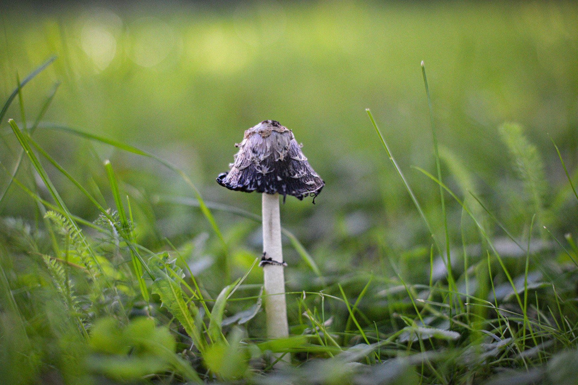 Life depends on healthy soil